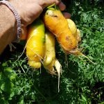 Kräftige. kurze Karotten vom Test Möhren pflanzen