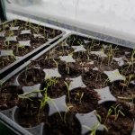 Kleine Möhrenpflanzen in Plastiktöpfen