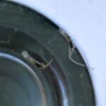 Rattenschwanzlarve in einem Wasserglas