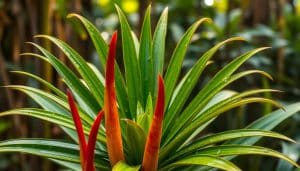 Aechmea, Lanzenrosette