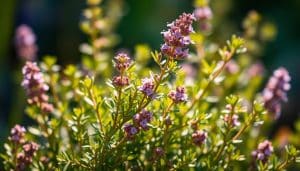Thymian als Heilpflanze: Natürliches Antibiotikum